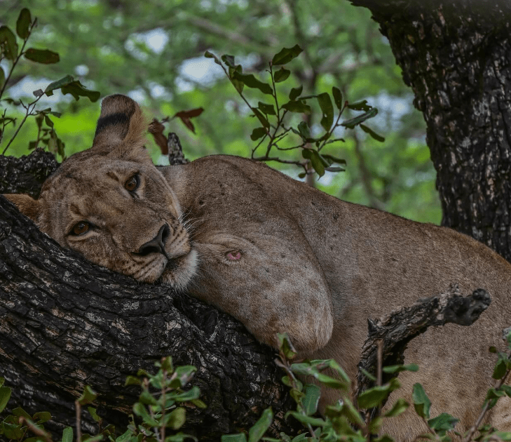 Game Drive