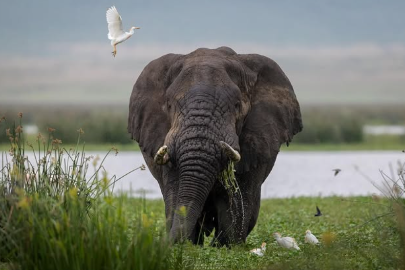 Ngorongoro Crater