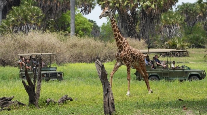 Nyerere National Park