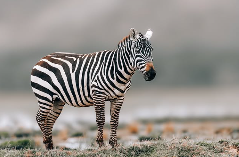 Serengeti National Park