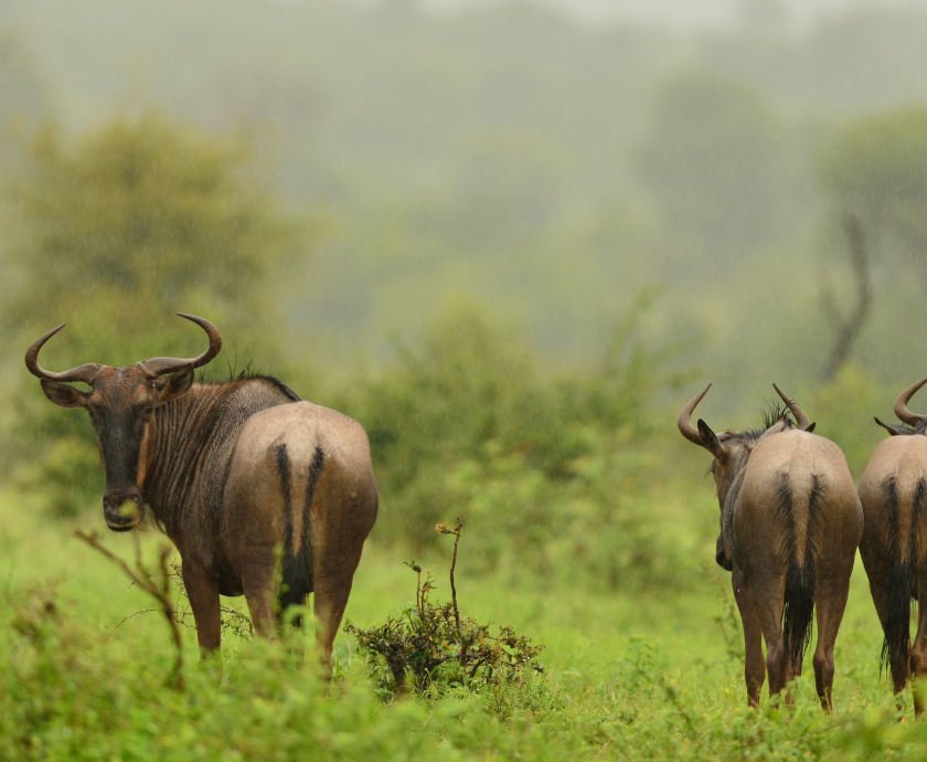 Tarangire National Park