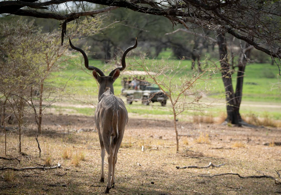 1-Day Flying Zanzibar to Mikumi NP, Full Day Game Drive