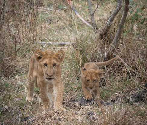 2-Day Amazing Safari Mikumi NP From Dar Es Salaam