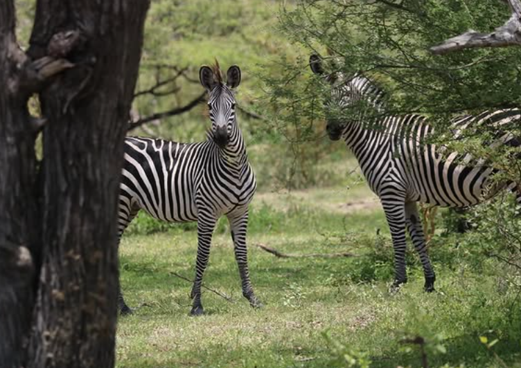 2-Day Budget Safari Dar Es Salaam to Selous (Nyerere NP)