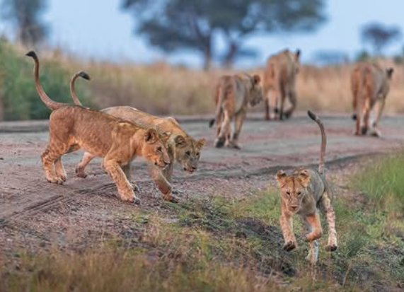 3-Day Flight Package Zanzibar to Serengeti National Park