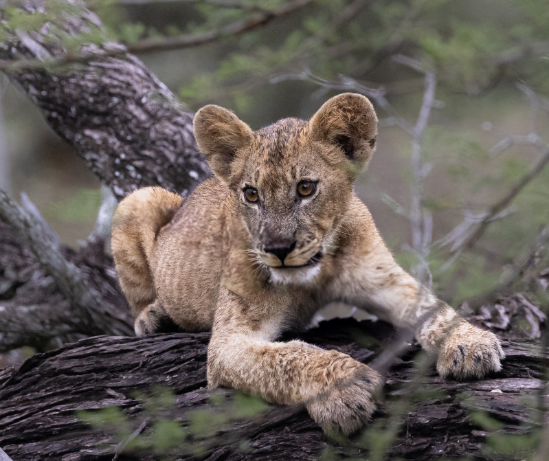 3-Day Fly Zanzibar to Nyerere NP, Night Game Drive