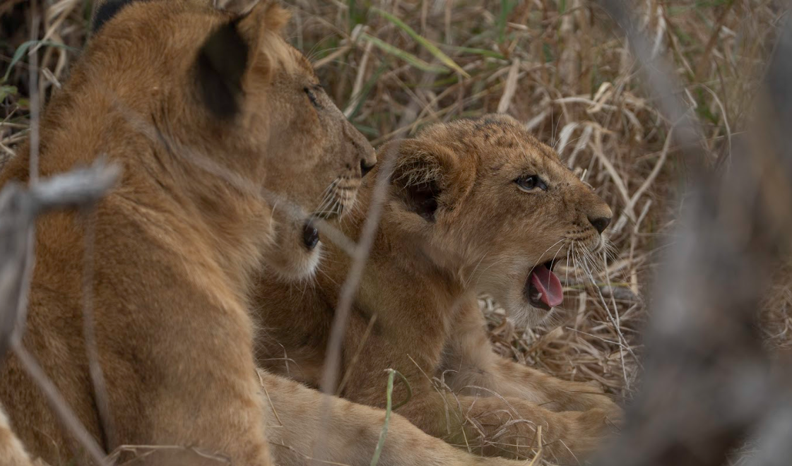 3-Day Fly Zanzibar to Nyerere NP, Night Game Drive