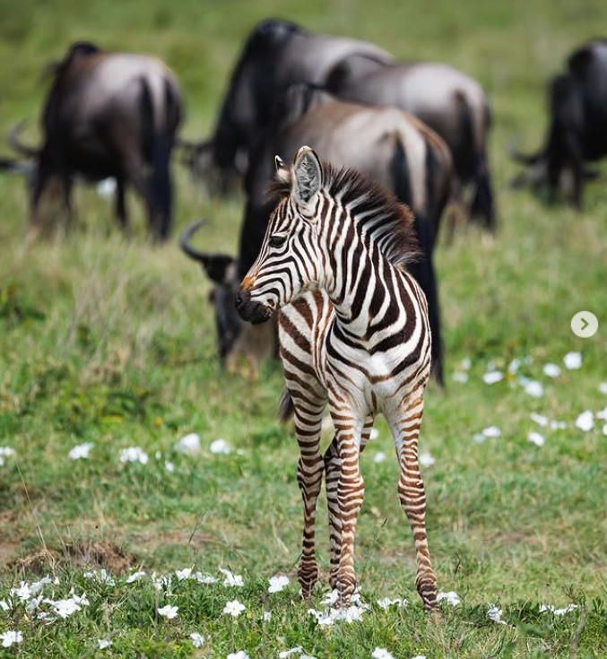 3-Day Zanzibar to Tarangire and Ngorongoro by Flight