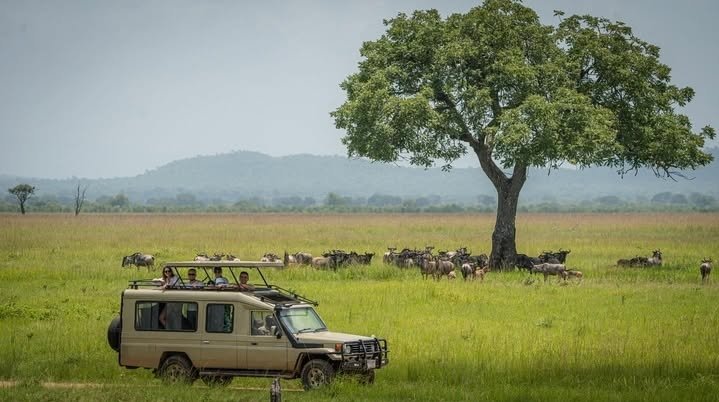 4-Day Safari From Dar es Salaam To Mikumi NP And Nyerere NP
