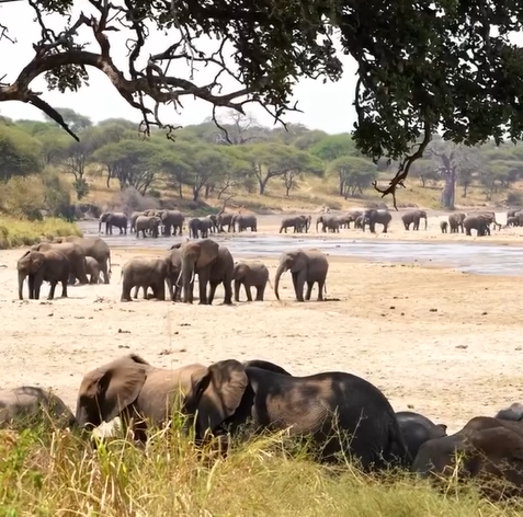  2-Day Zanzibar to Serengeti by Flight + 2 Game Drive