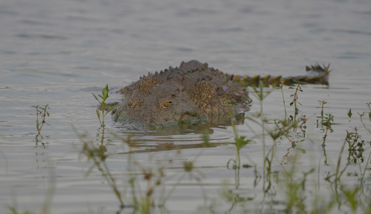 Walking Safari, Village Visit & Boat Safari