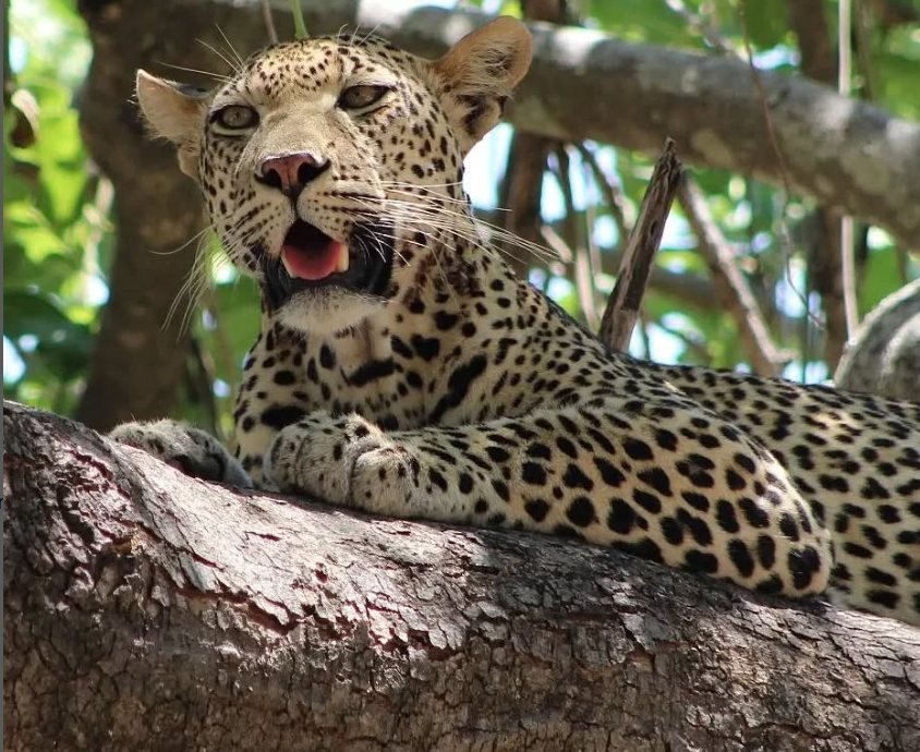 12-Day Private Excellent Safari South Circuit