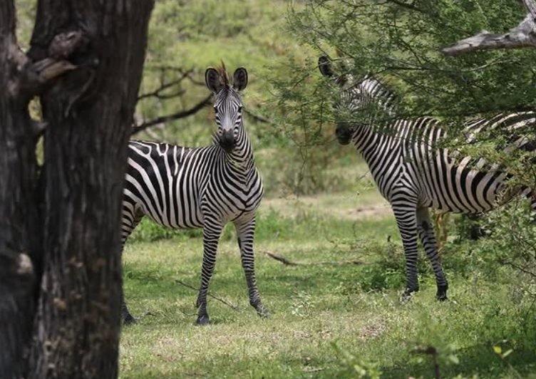 2-Day Budget Safari Dar Es Salaam to Selous (Nyerere NP)