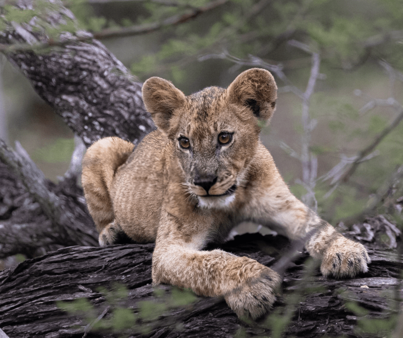 Sunrise Boat Safari and Full-Day Game Drive