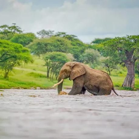 Game Drive & Boat Safari Inside The Park