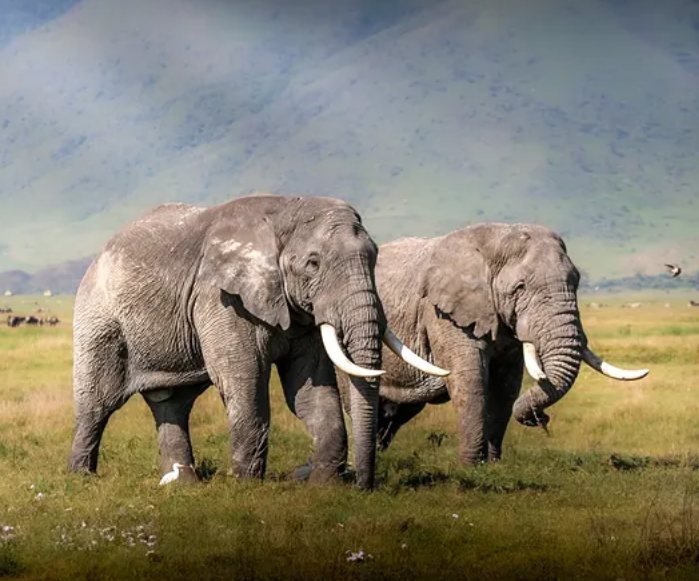 2-Day Game Drive Safari in Tarangire and Ngorongoro From Moshi OR Arusha