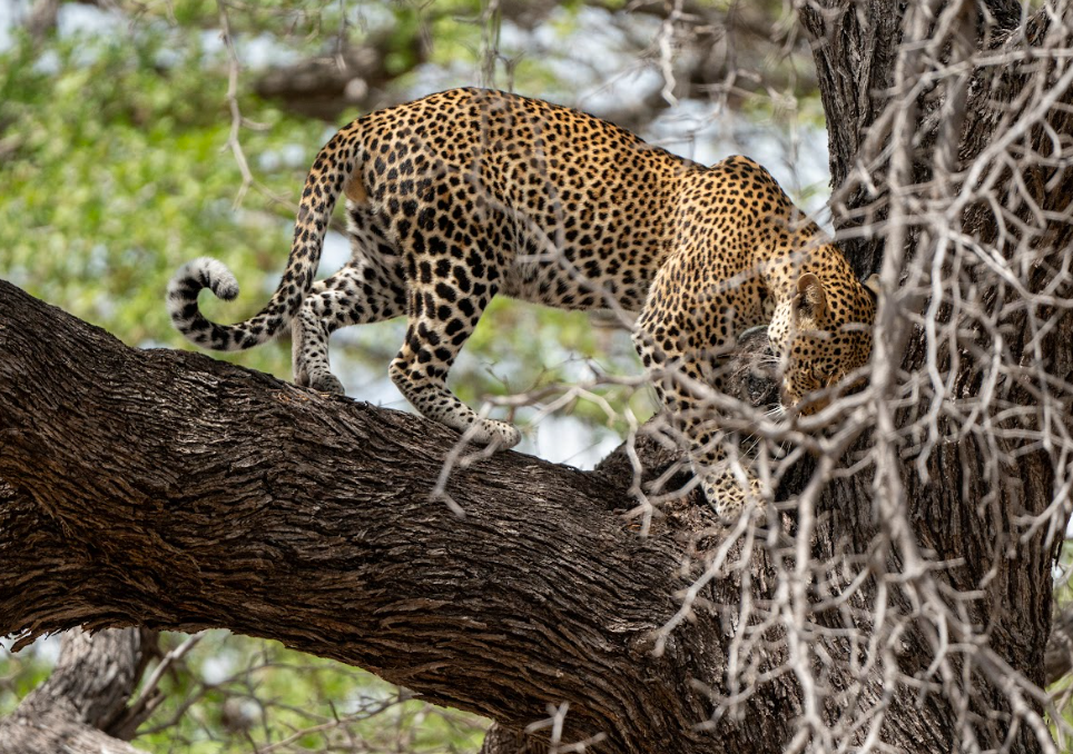Full-Day Game Drive in Serengeti