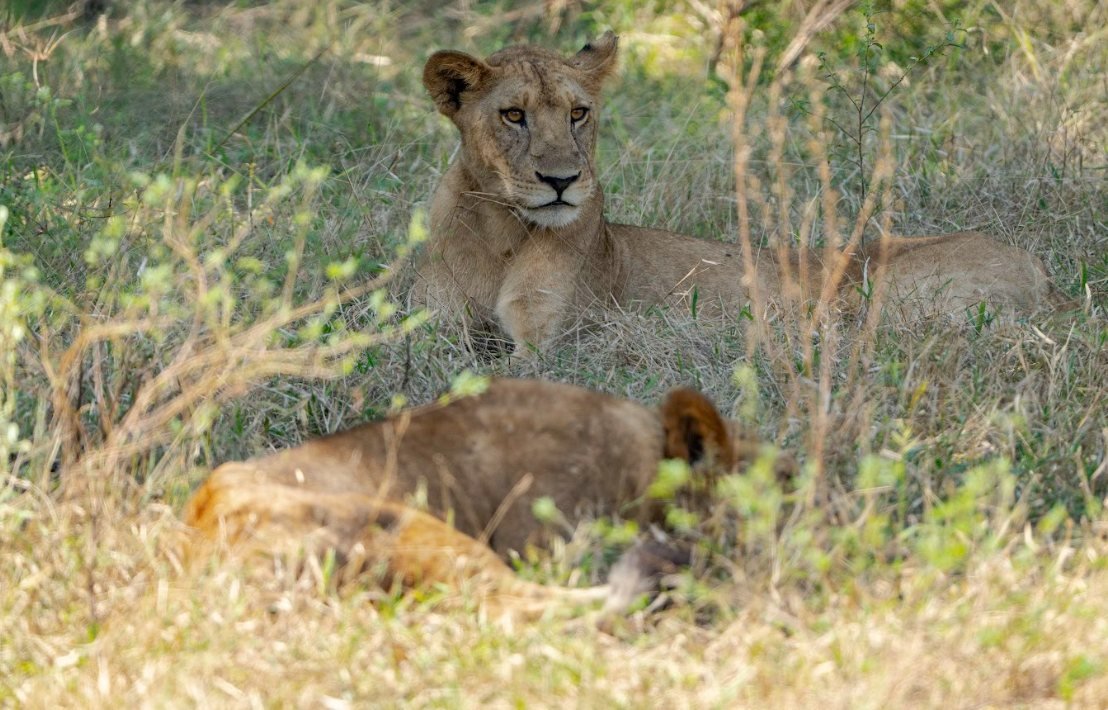 2-Day Zanzibar to Selous by Boat, Car And Back by Airplane