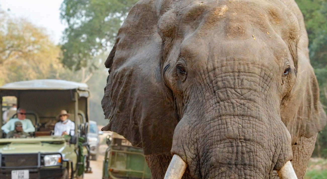 Second Game Drive At Ruaha National Park