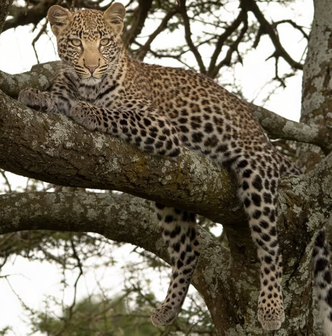 Full-Day Game Drive & Hot Spring