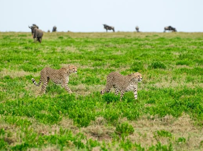 Zanzibar to Serengeti National Park Doing Game Drive