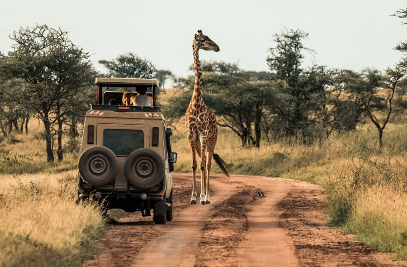 Zanzibar to Serengeti National Park Doing Game Drive