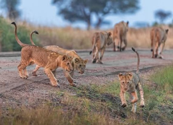 3-Day Flight Package Zanzibar to Serengeti National Park
