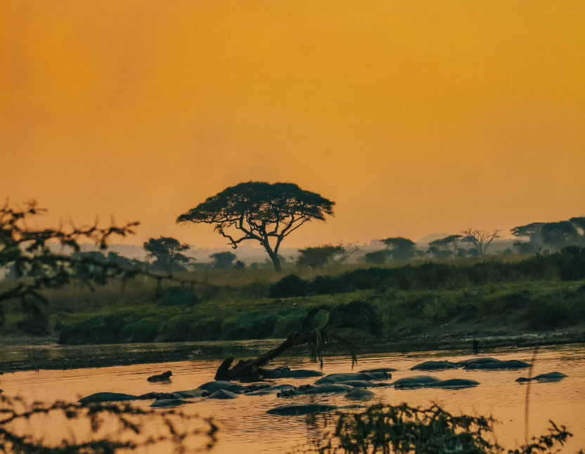Full-day game drive in Serengeti National Park