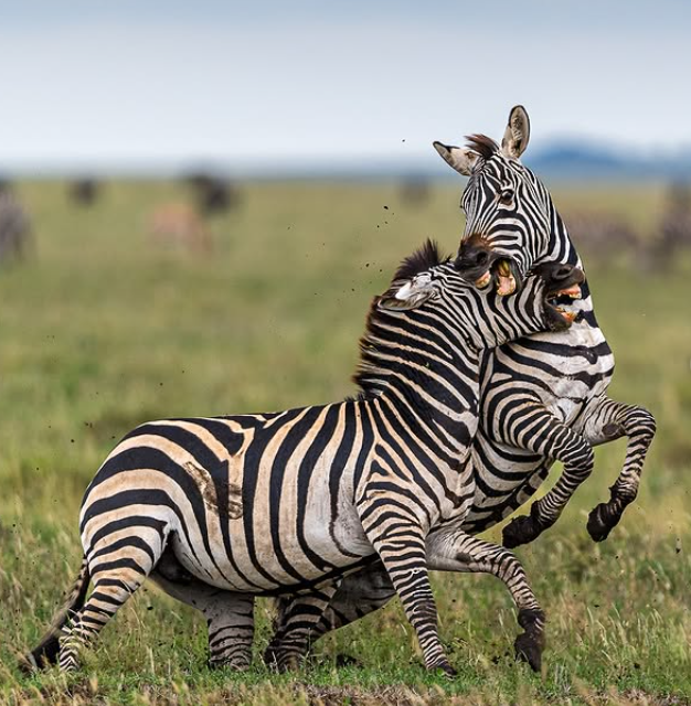 Mikumi Sunrise Game Drive – Transfer to Nyerere National Park