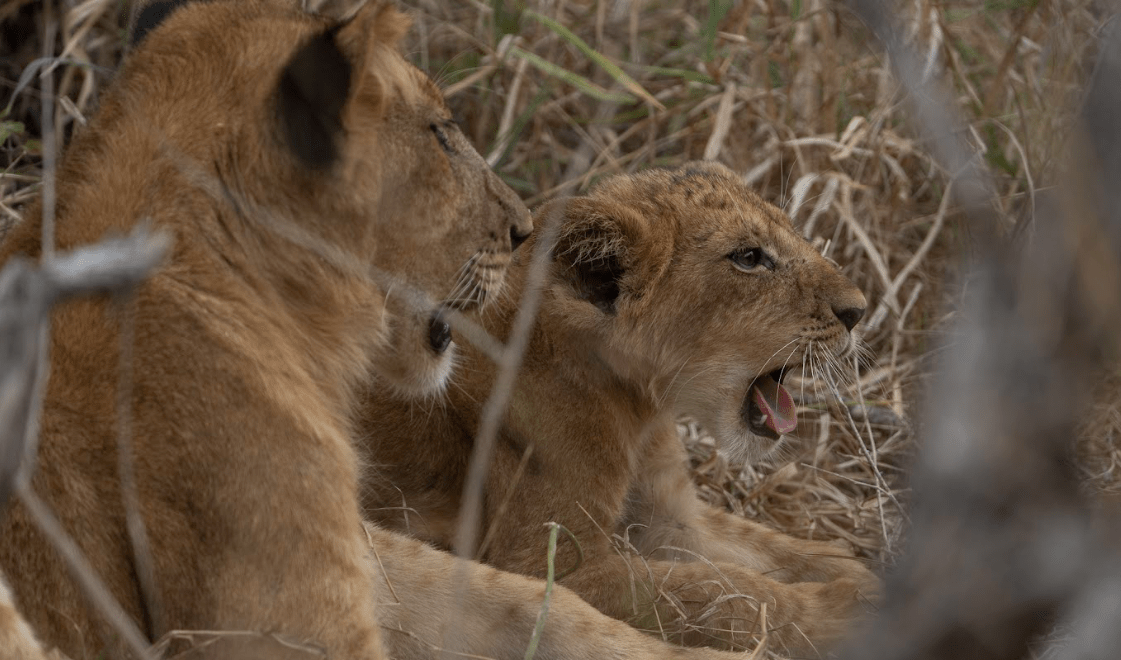 Dar es Salaam to Mikumi National Park - Game Drives