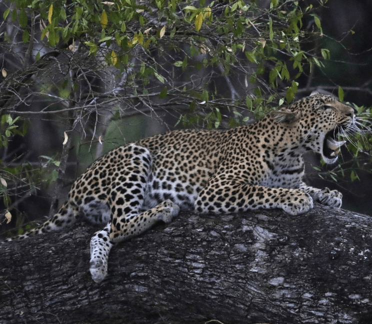 Full-Day Game Drive & Hot Spring Visit