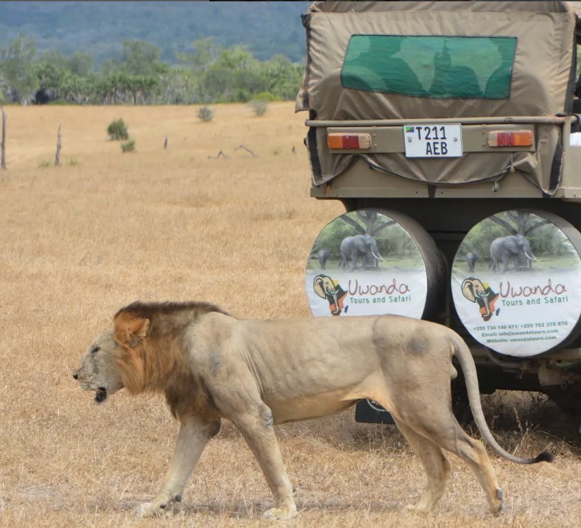 Flying From Zanzibar to Nyerere National Park (Selous Game Reserve) & Game Drives