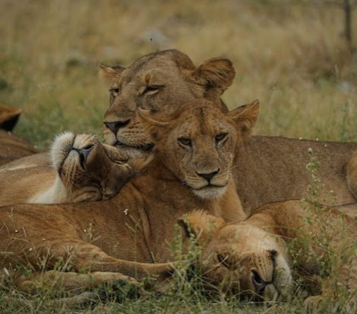 Early Morning Sunrise Game Drive – Transfer to Ruaha Hilltop