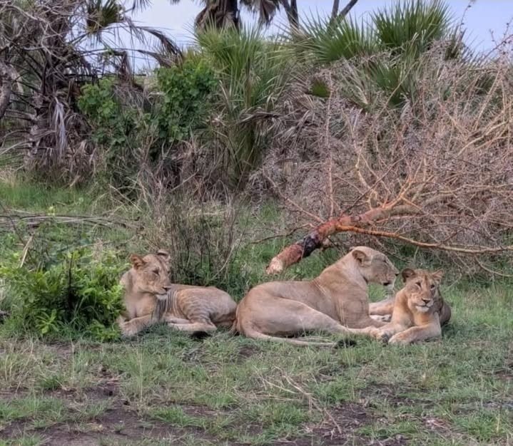 Full-Day Game Drive in Ruaha National Park