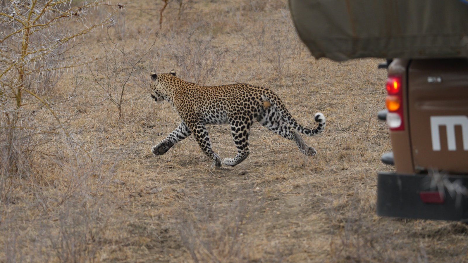 Afternoon Flight to Nyerere and Sunset Game Drive