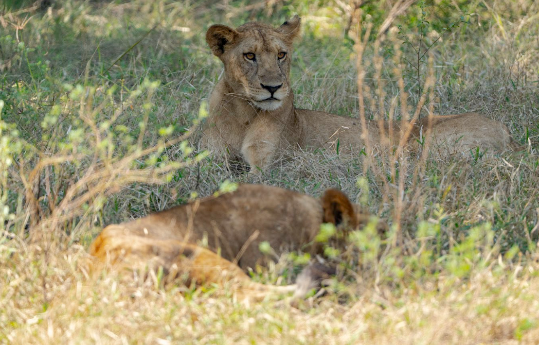 Morning Game Drive And Return To Dar Es Salaam