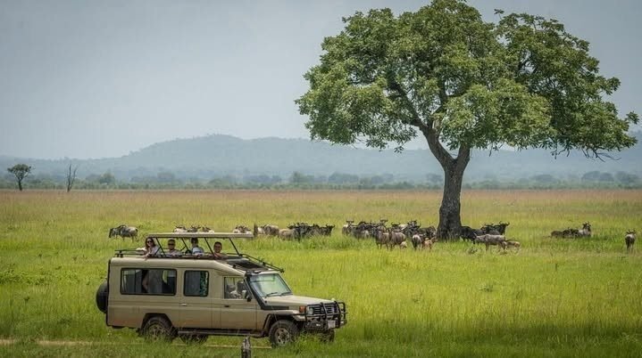 Ruaha National Park to Mikumi National Park – Sunset Game Drive