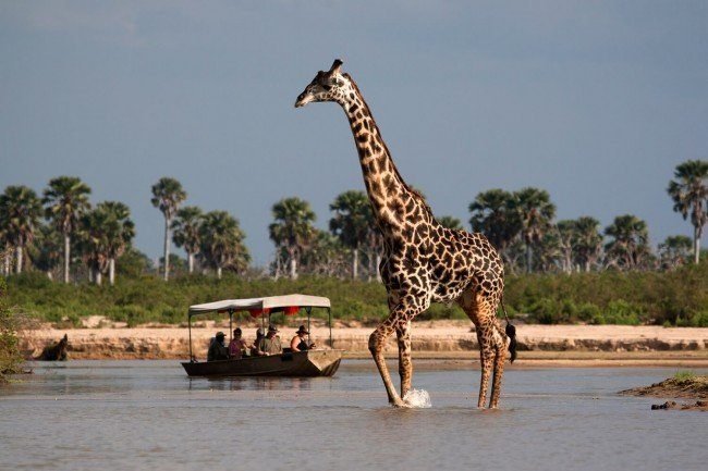 Game Drive & Transfer to Impala Camp with Boat Safari