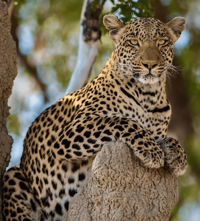 Ruaha National Park to Mikumi National Park – Sunset Game Drive