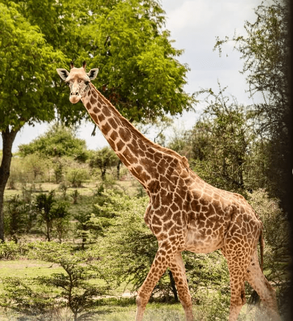 Full-day Game Drive in Mikumi National Park