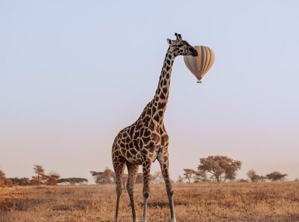 Central Serengeti