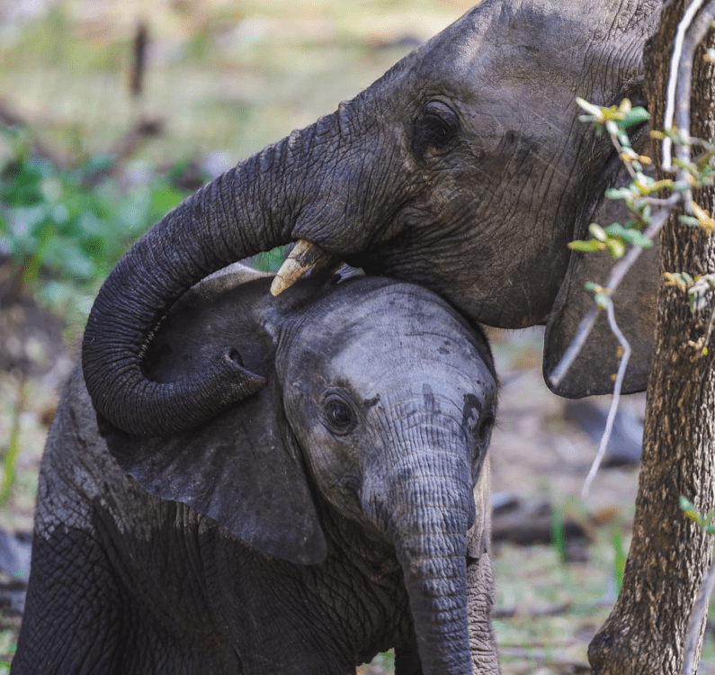Game Drive at Mikumi National Park