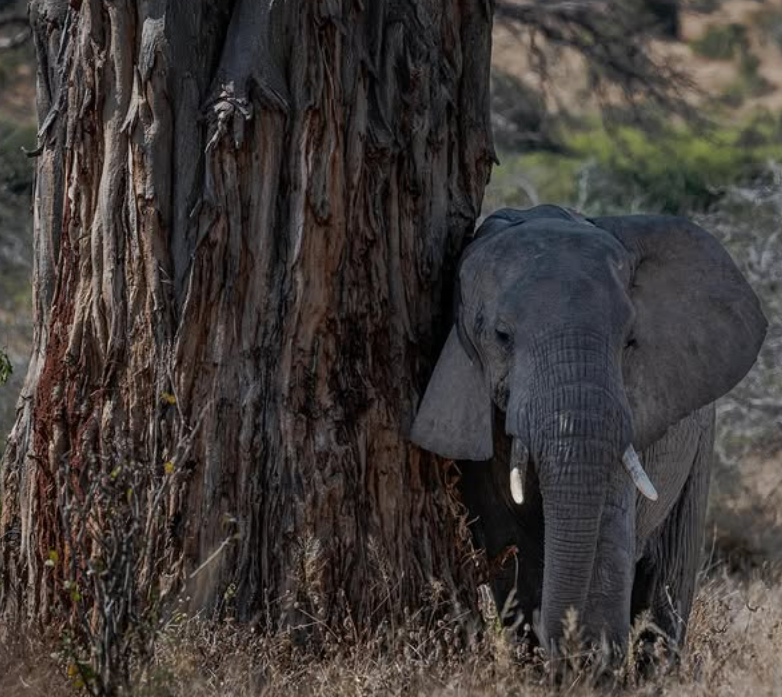 Ruaha National Park to Mikumi National Park – Sunset Game Drive