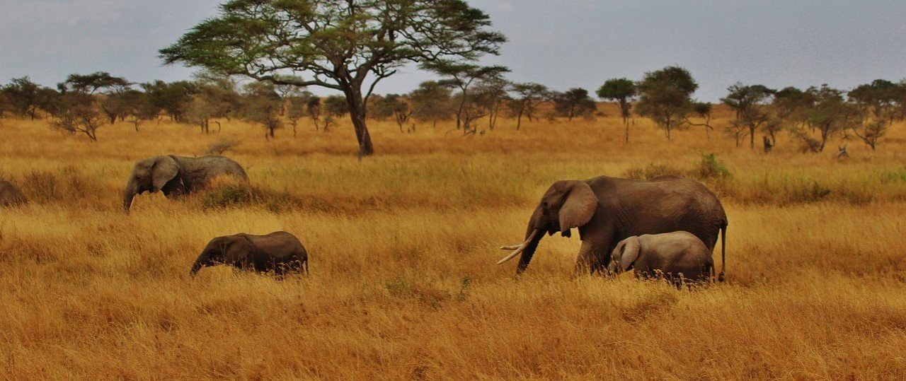 Game Drive in Tarangire National Park