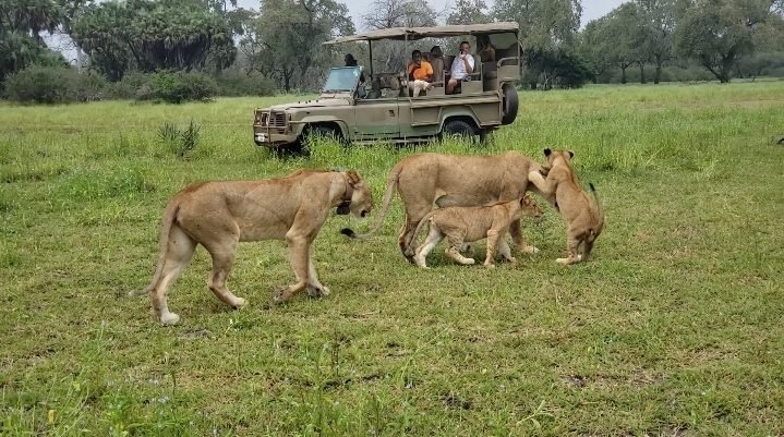 Transfer from Zanzibar and Evening Game Drive