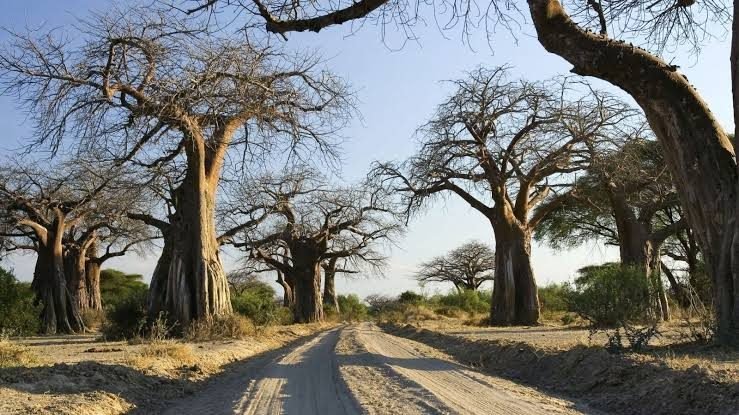 Transfer From Mikumi to Ruaha National Park