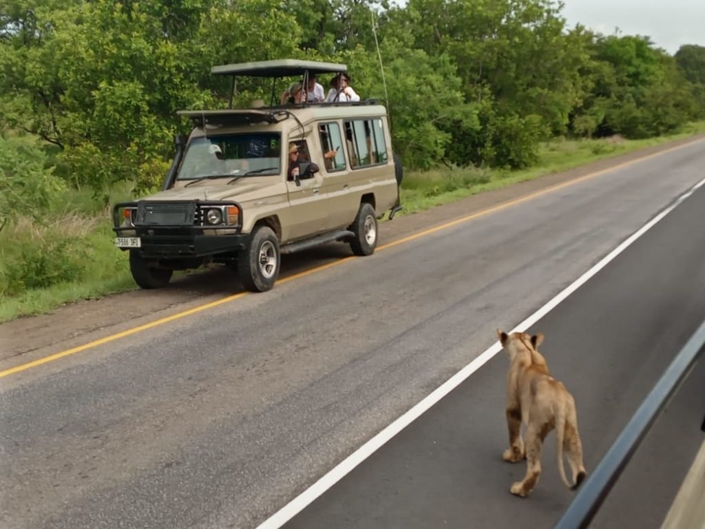 Transfer From Mikumi to Ruaha National Park