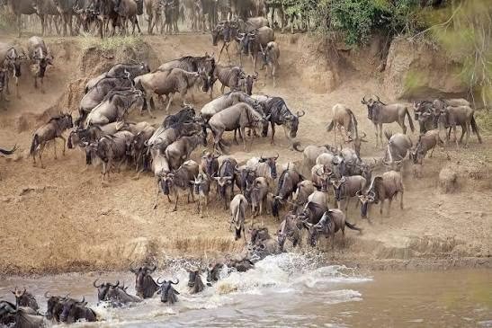 Great Migration & Wildlife Experience in the Serengeti