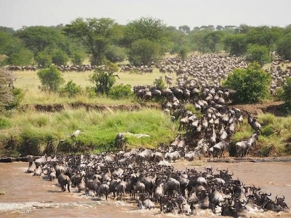 Zanzibar to Serengeti National Park Doing Game Drive