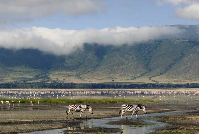 Serengeti to Ngorongoro Crater Game Drive – Big Five Experience